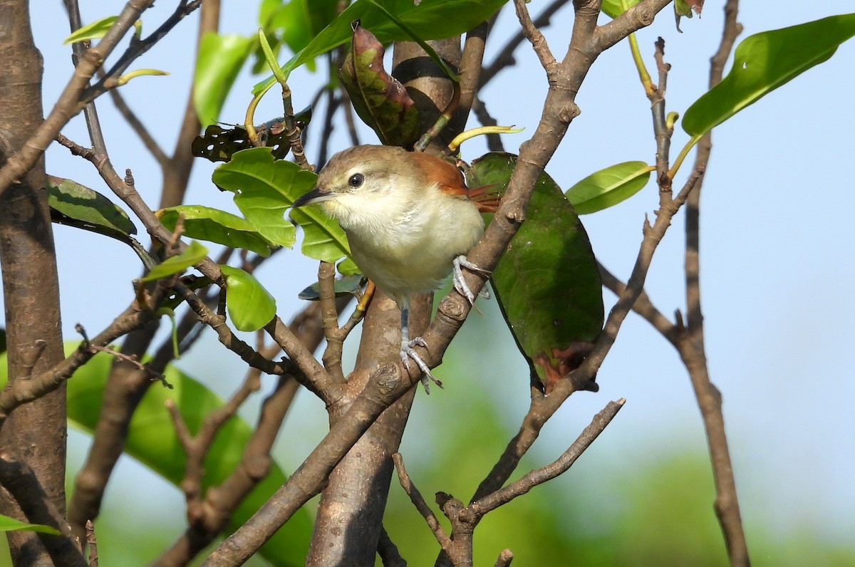 Yellow-chinned Spinetail - ML641729932