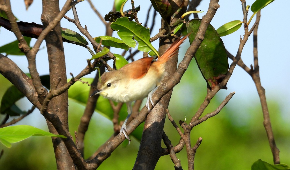 Yellow-chinned Spinetail - ML641729933