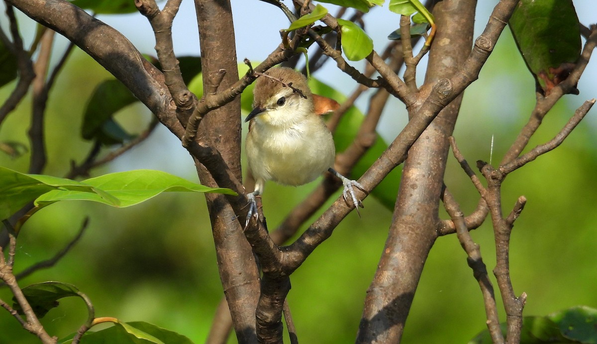 Yellow-chinned Spinetail - ML641729934