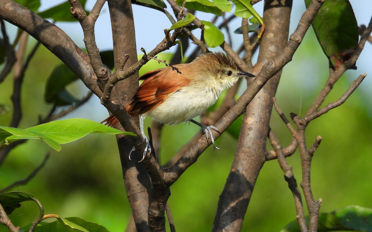 Yellow-chinned Spinetail - ML641729935