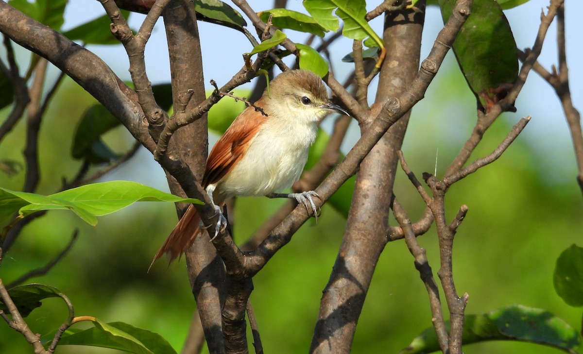 Yellow-chinned Spinetail - ML641729936