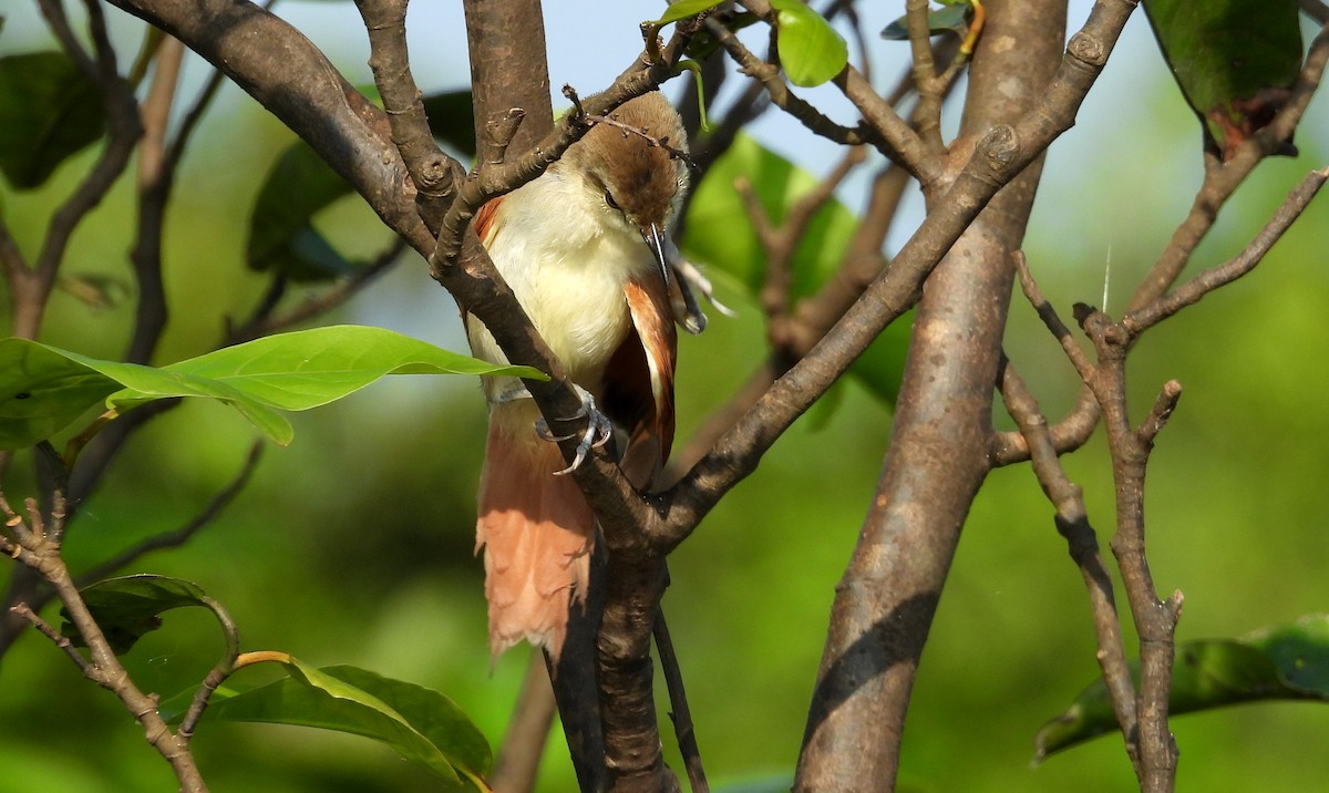 Yellow-chinned Spinetail - ML641729937