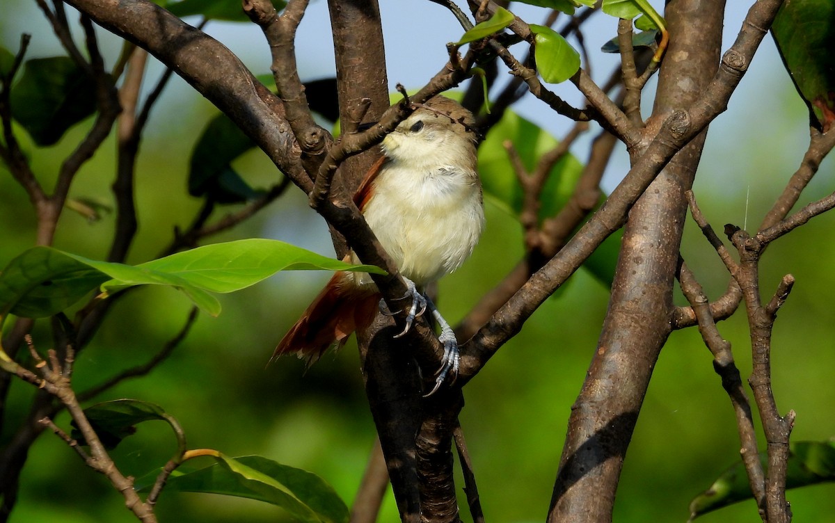 Yellow-chinned Spinetail - ML641729938