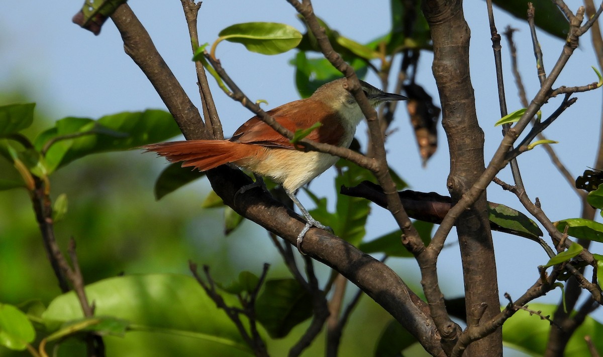 Yellow-chinned Spinetail - ML641729939