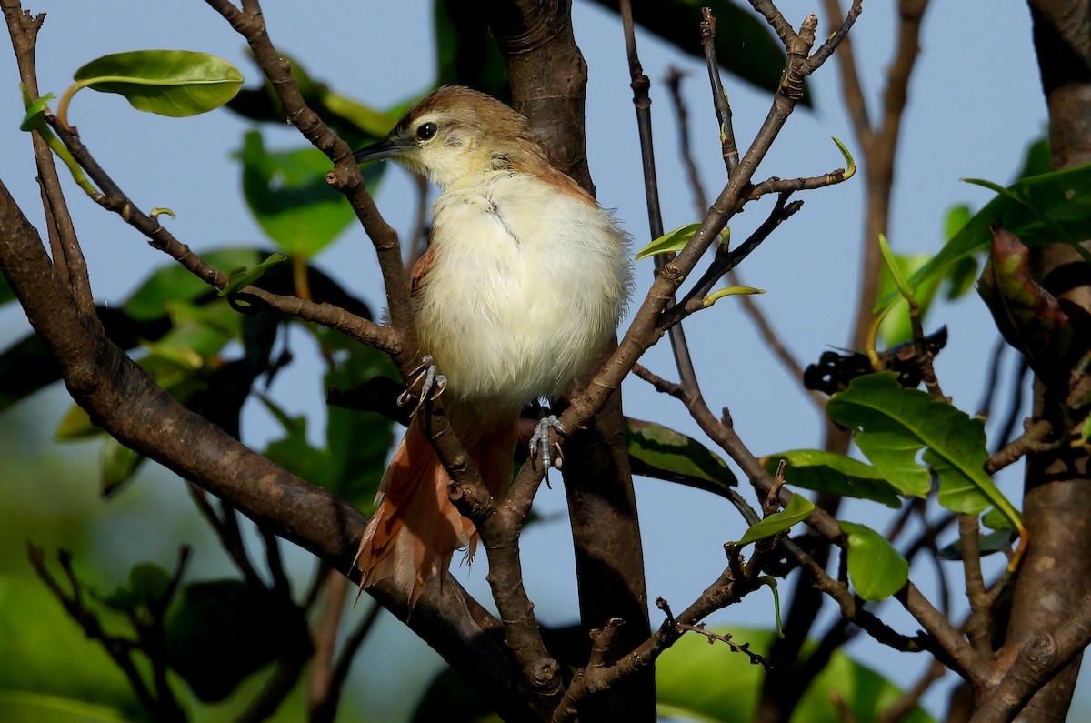 Yellow-chinned Spinetail - ML641729940