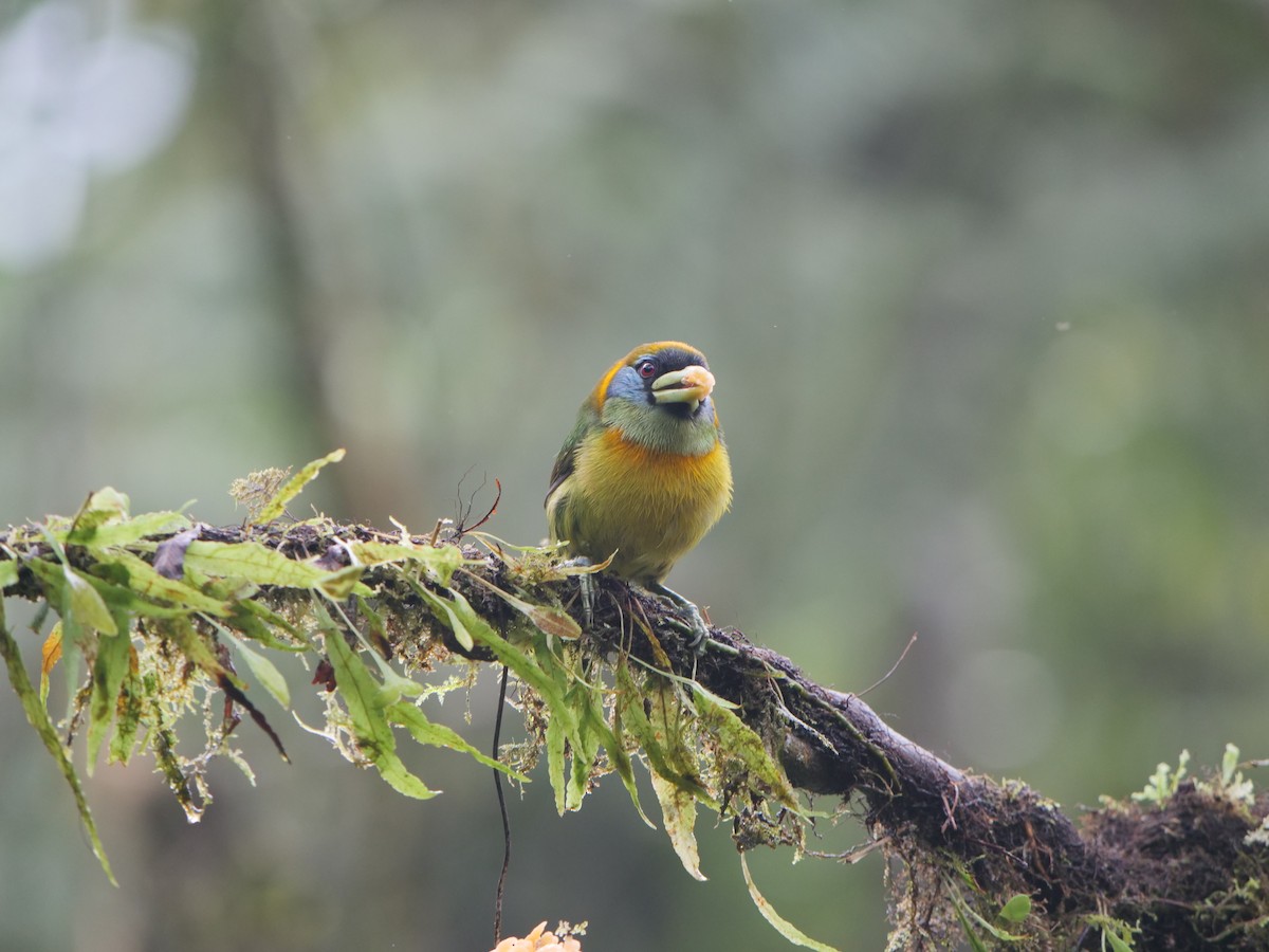 Kırmızı Başlı Barbet - ML641729958