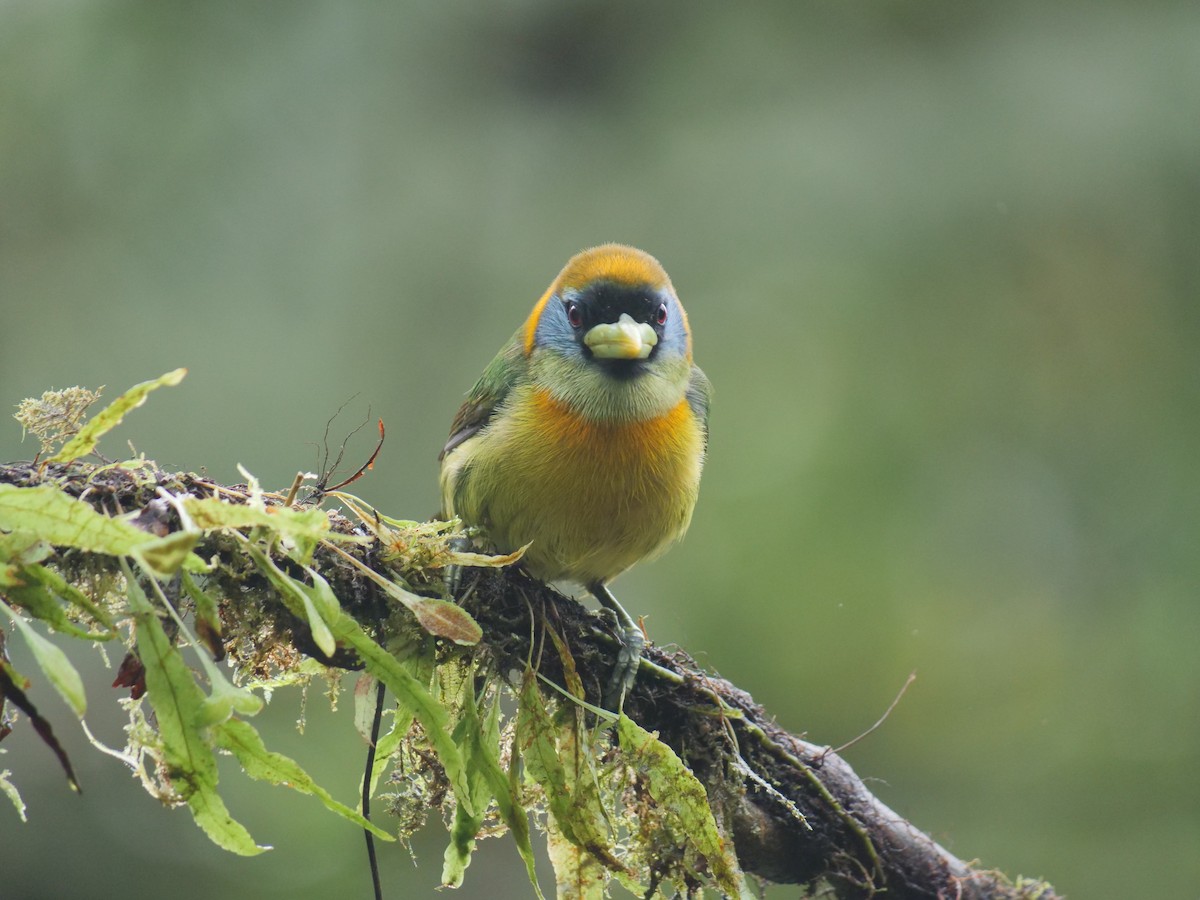 Kırmızı Başlı Barbet - ML641729960
