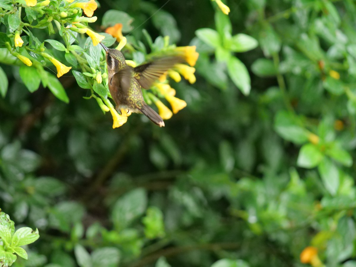 Speckled Hummingbird - ML641729988