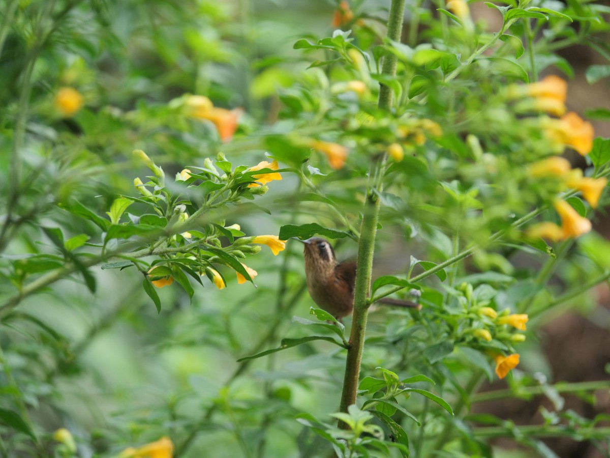 Speckled Hummingbird - ML641729989