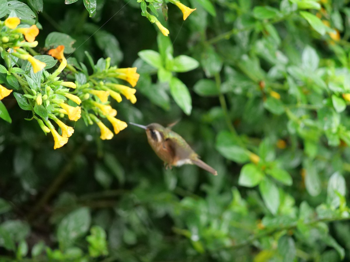 Speckled Hummingbird - ML641729990