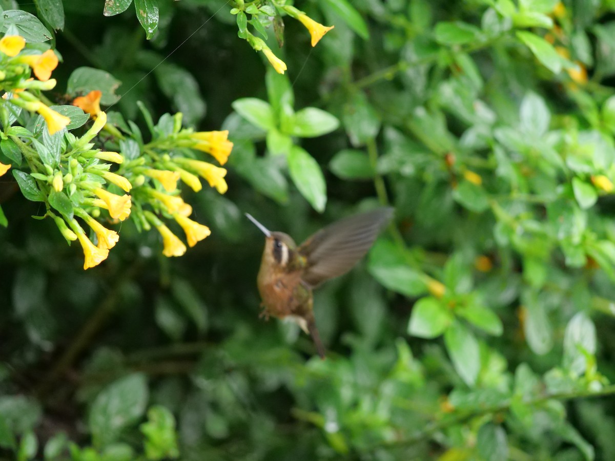 Speckled Hummingbird - ML641729991