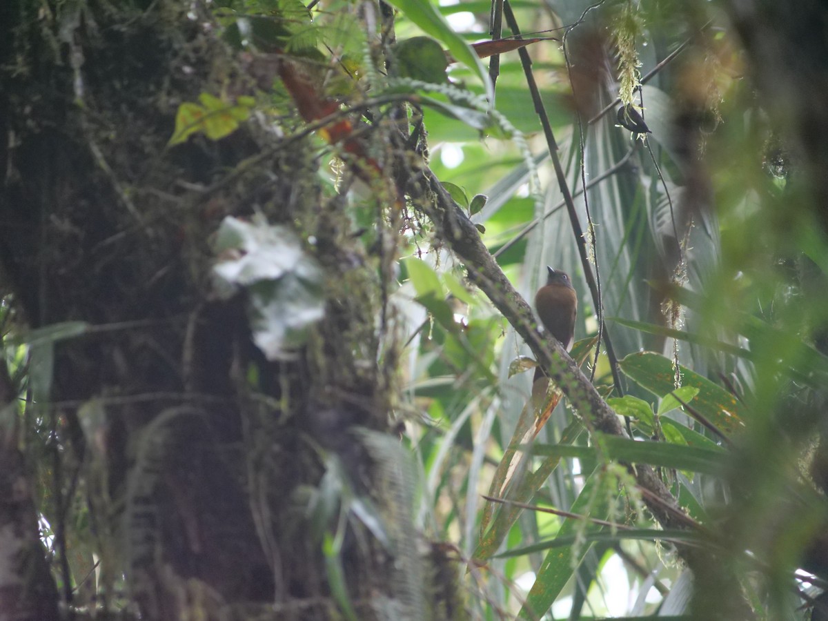 Uniform Antshrike - ML641730006