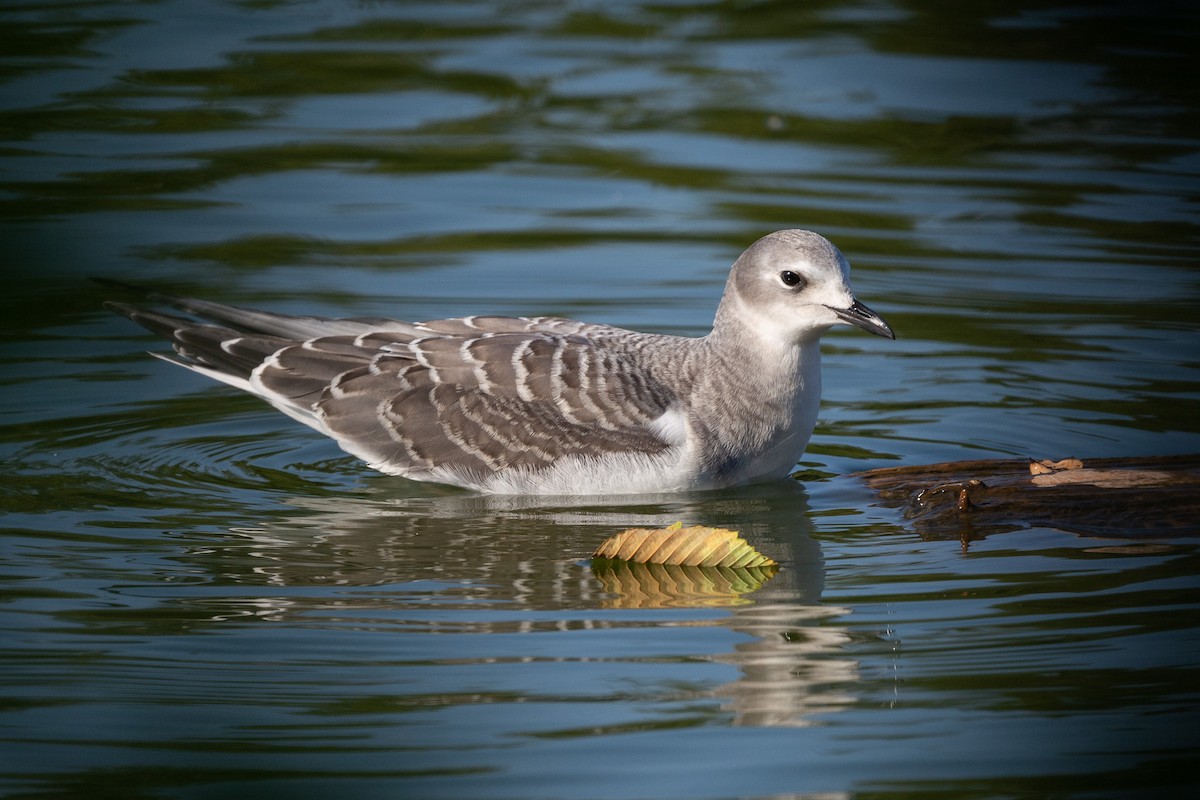 Sabine's Gull - ML641730018