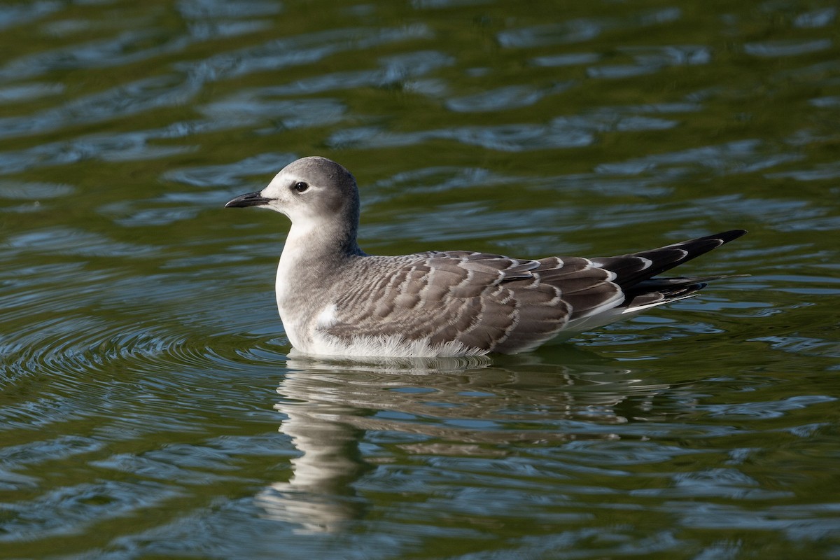 Sabine's Gull - ML641730019