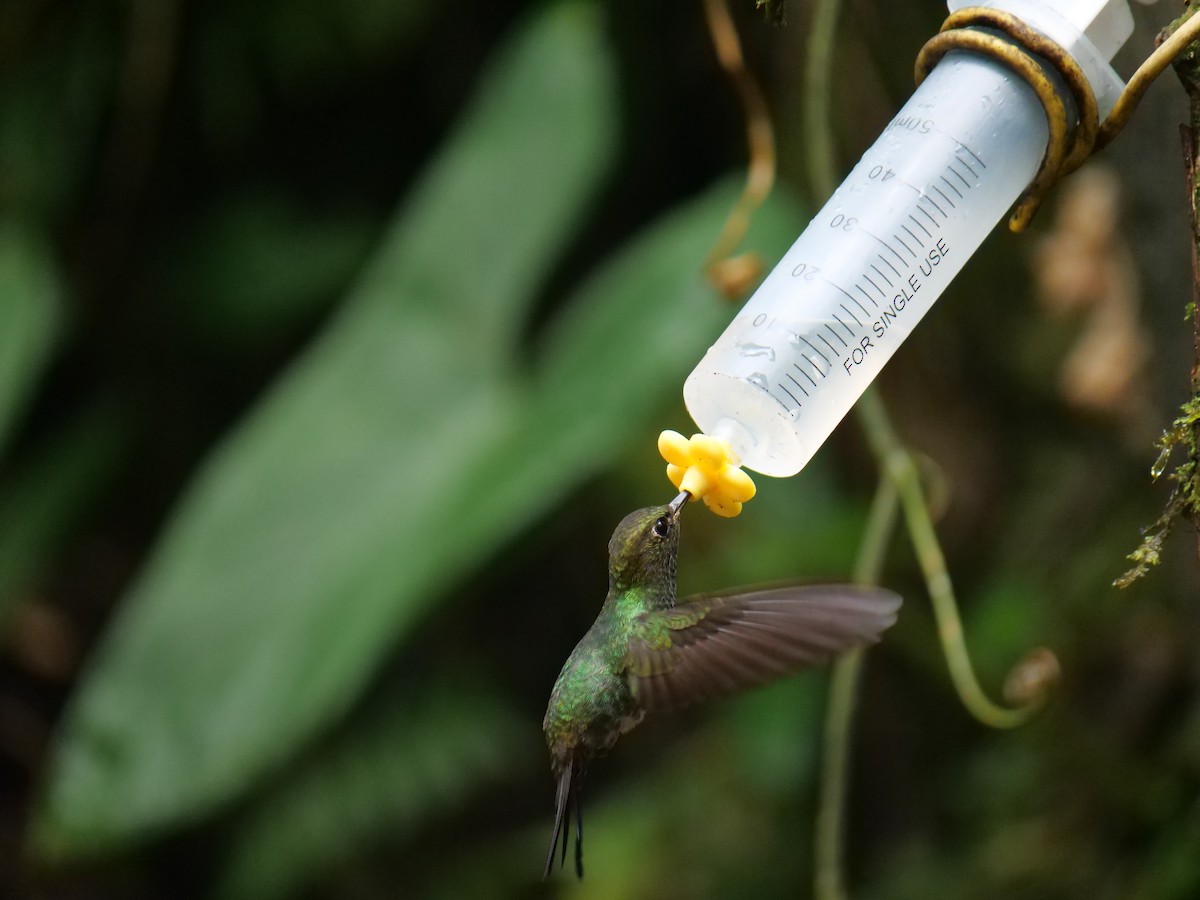 Greenish Puffleg - ML641730031