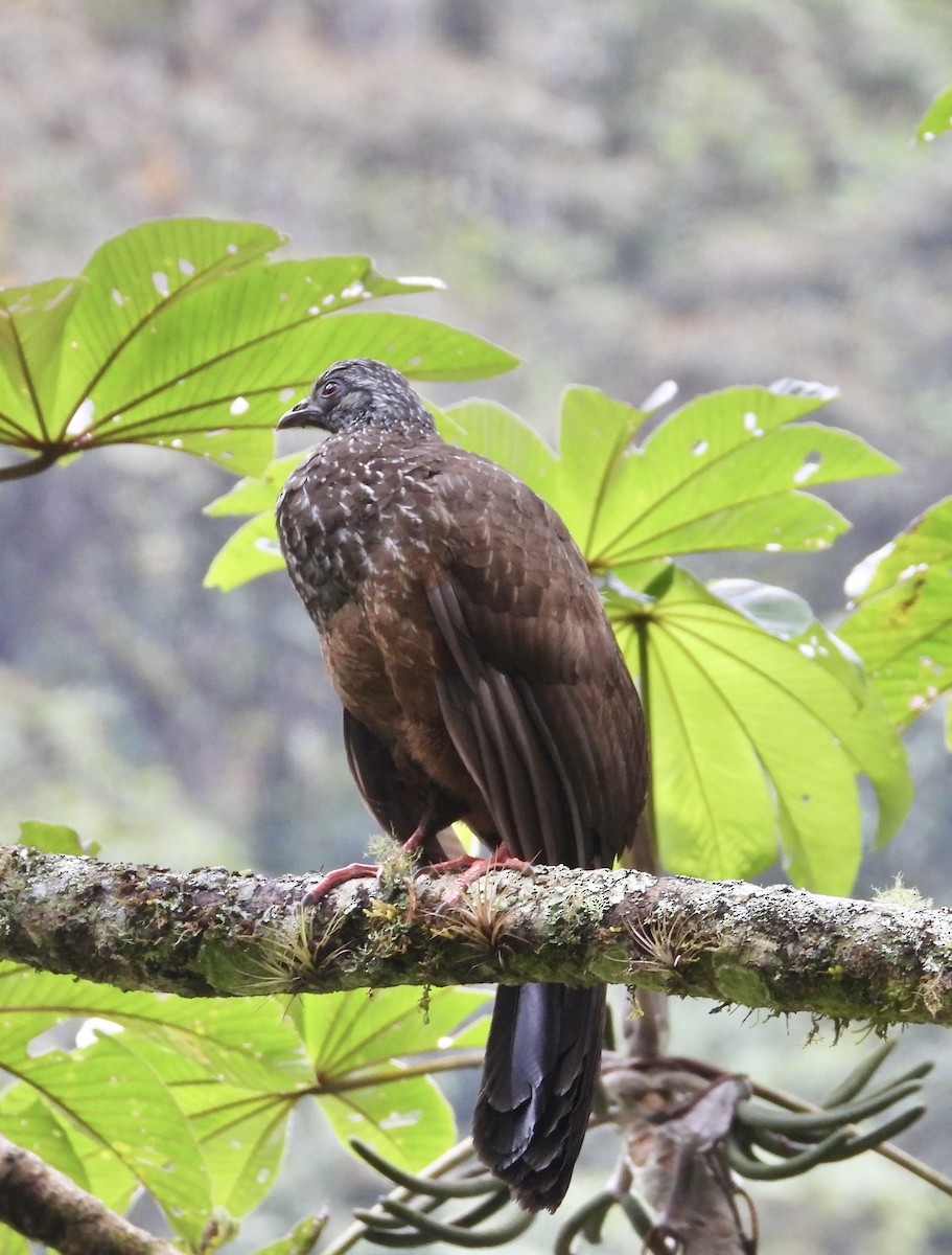 Andean Guan - ML641730032