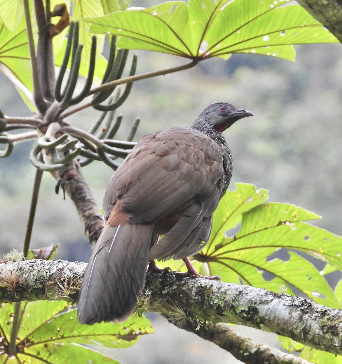 Andean Guan - ML641730033