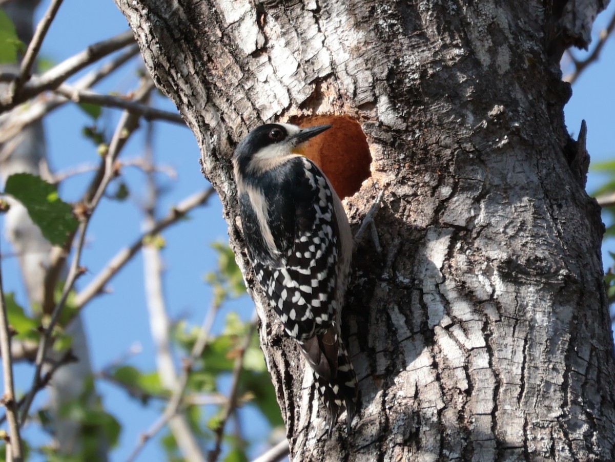 White-fronted Woodpecker - ML641730052