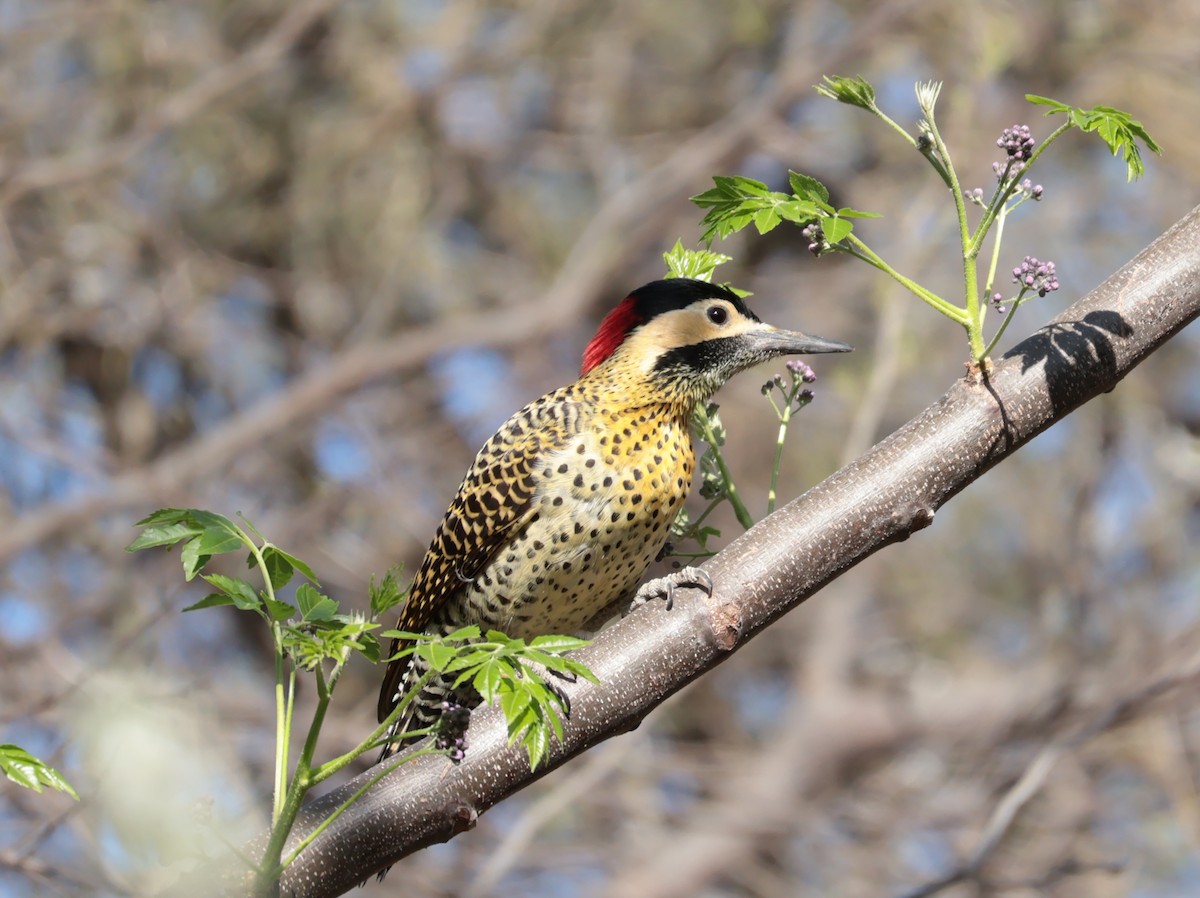 Green-barred Woodpecker - ML641730079