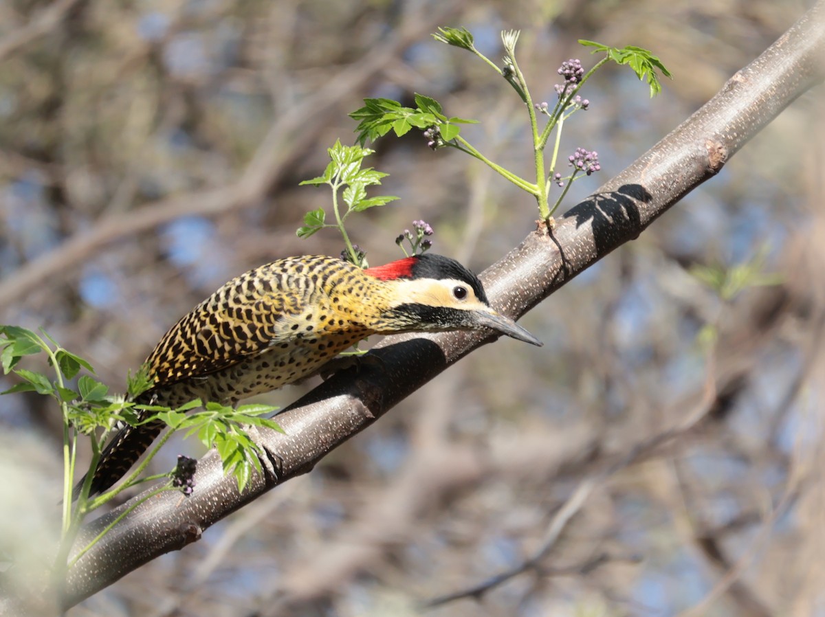 Green-barred Woodpecker - ML641730081