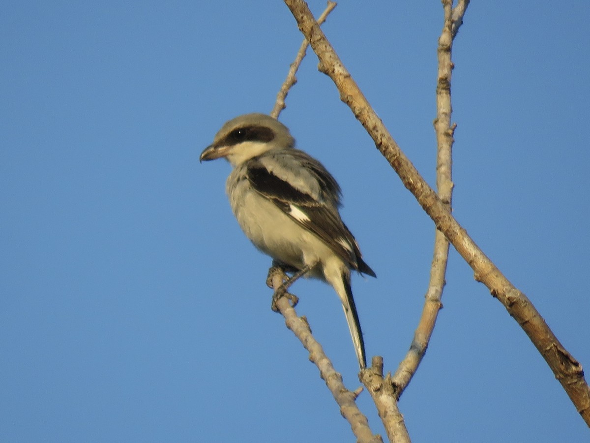 Loggerhead Shrike - ML641730131