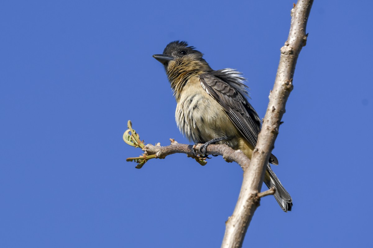 Crested Becard - ML641730135