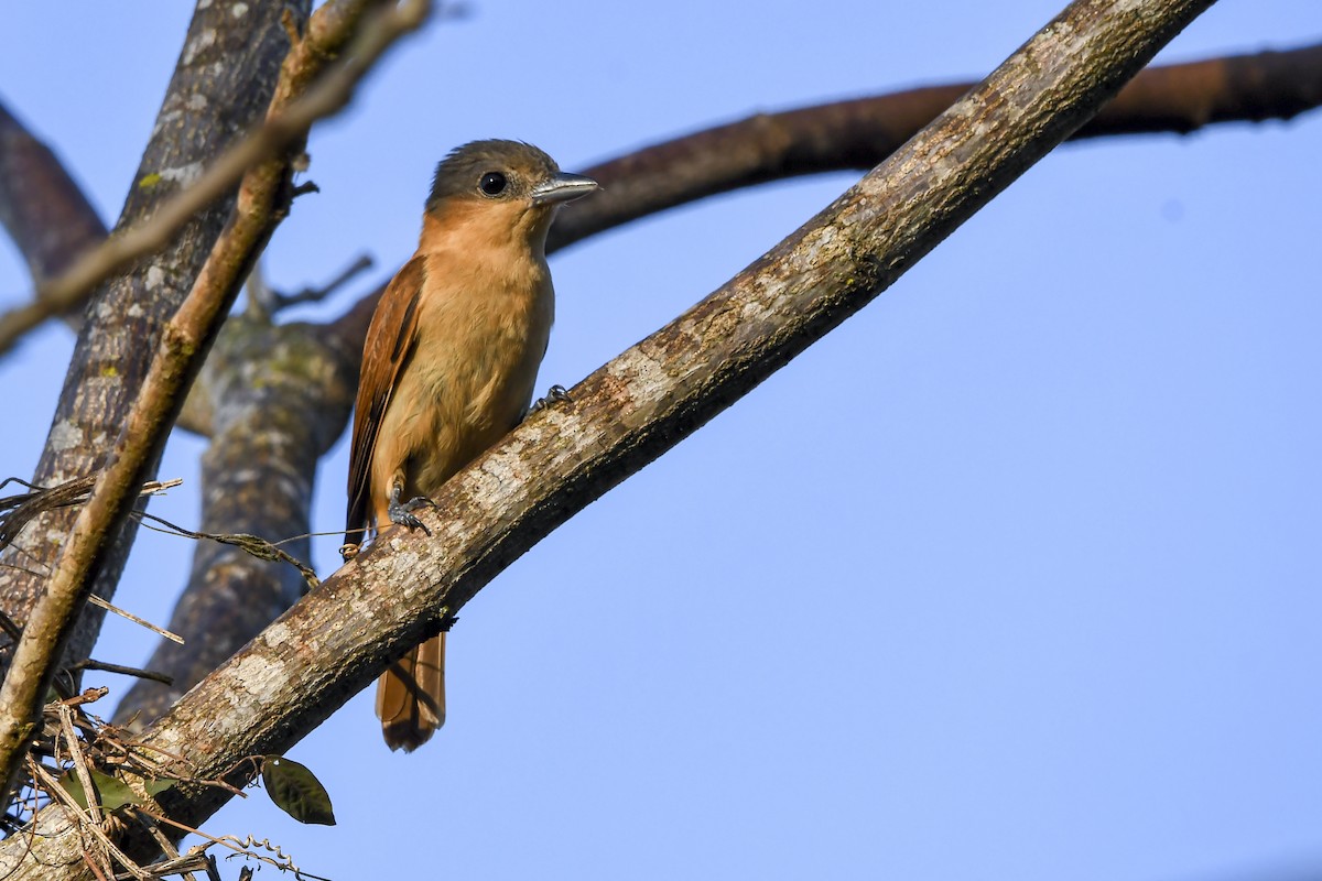 Crested Becard - ML641730136
