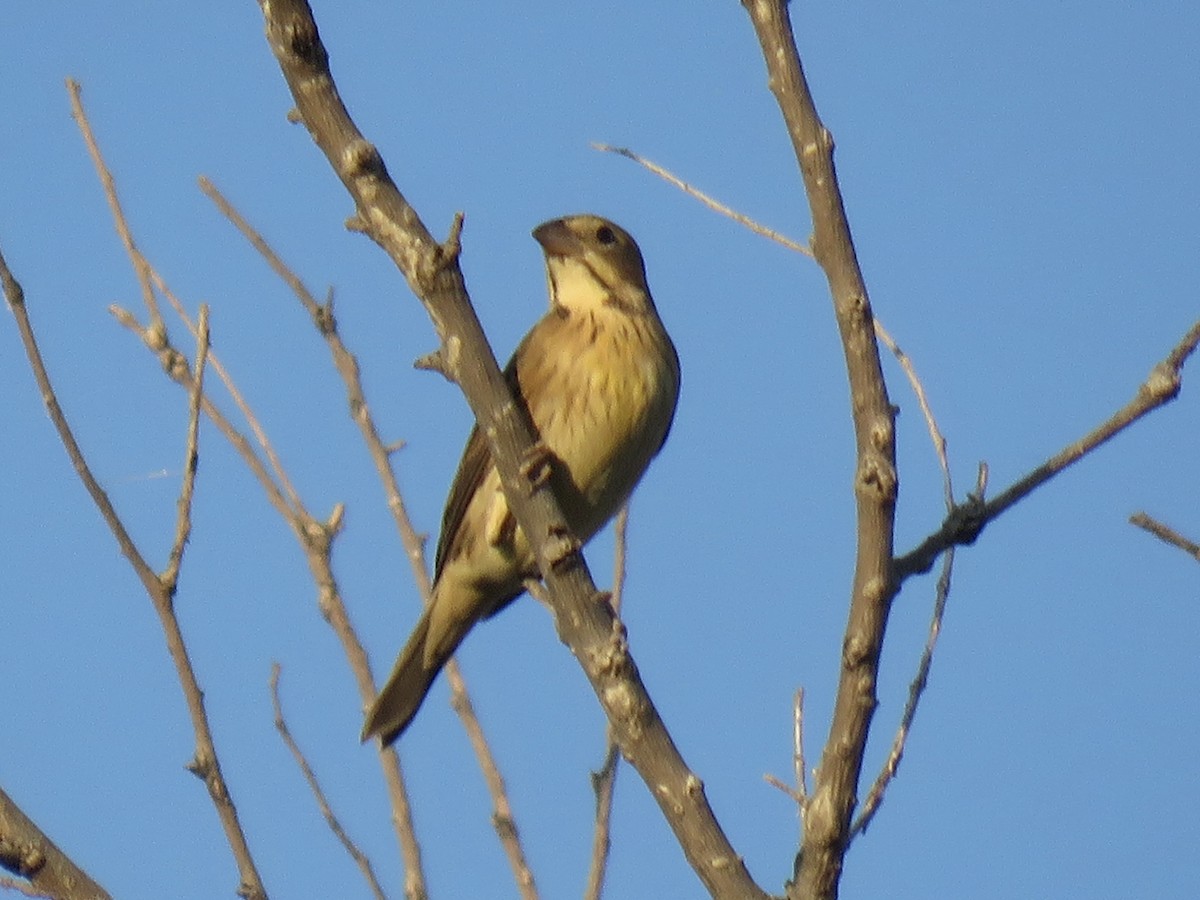 Dickcissel - ML641730154
