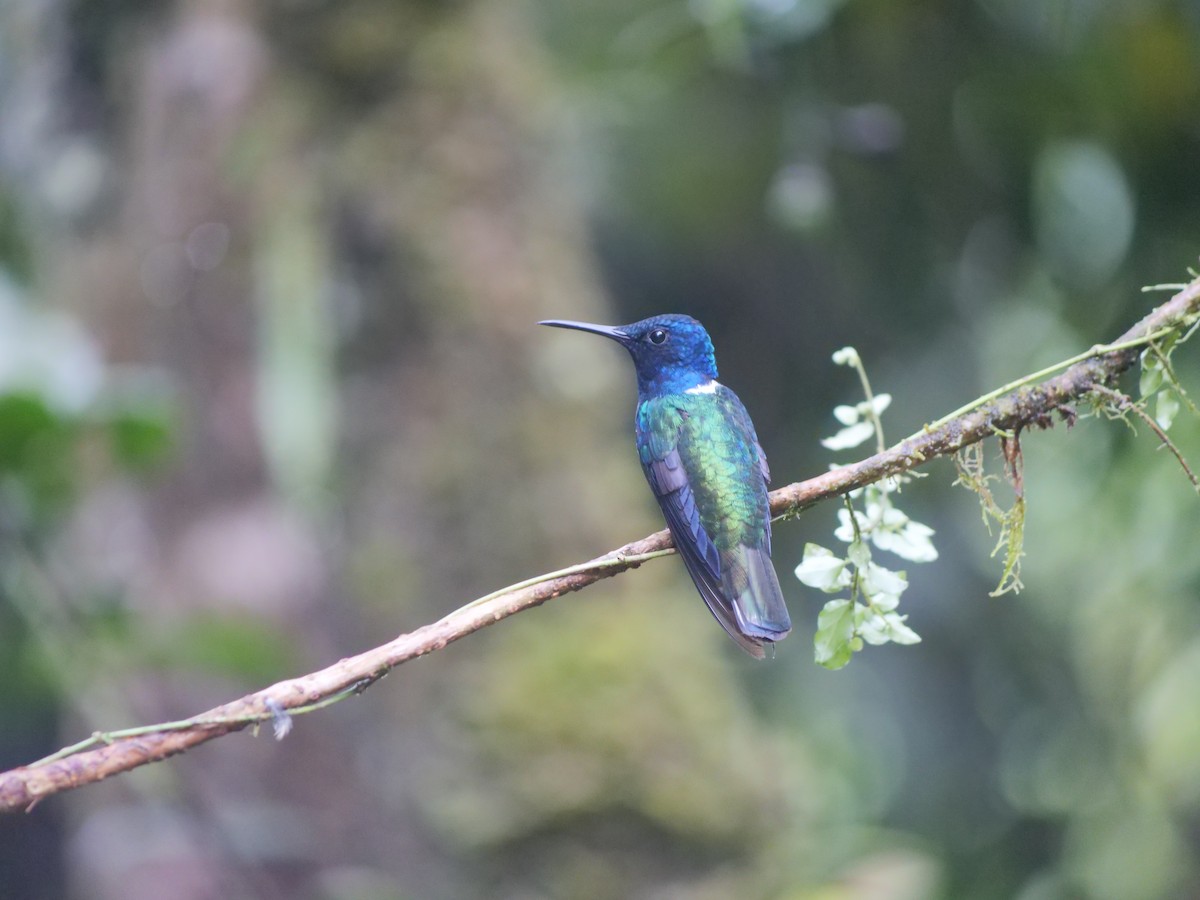 White-necked Jacobin - ML641730159