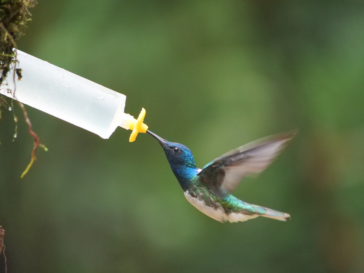 White-necked Jacobin - ML641730160