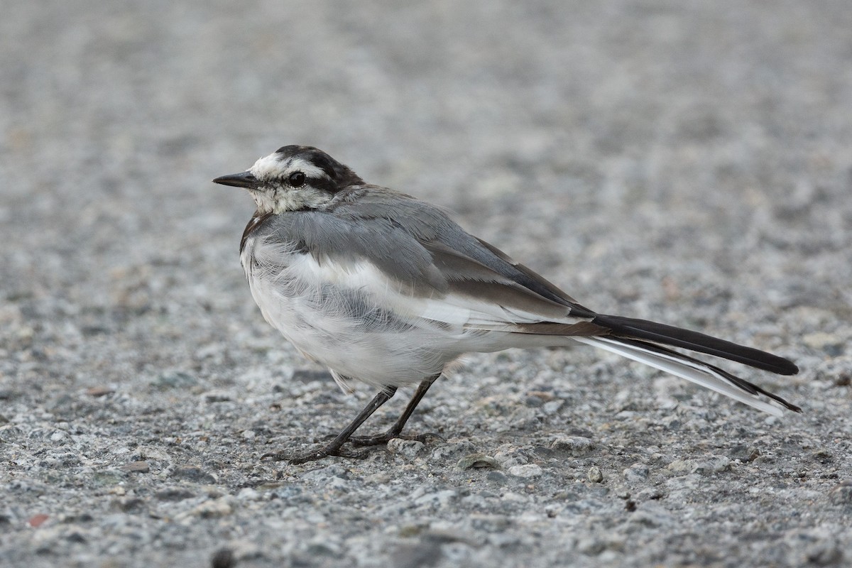 White Wagtail - ML641730167