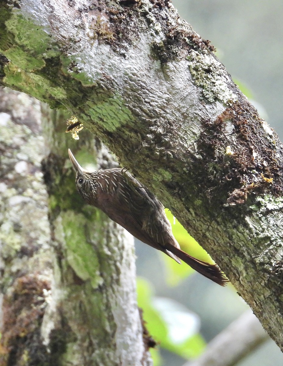 Montane Woodcreeper - ML641730173