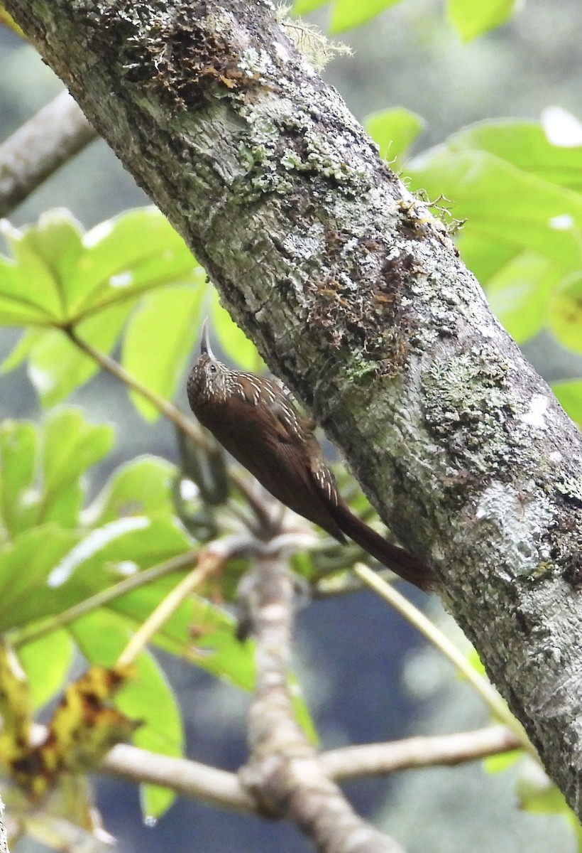 Montane Woodcreeper - ML641730174