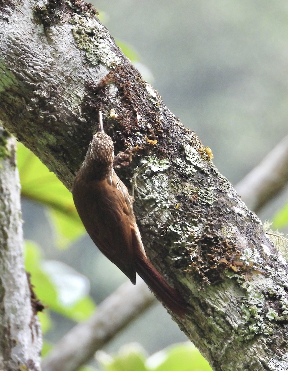 Montane Woodcreeper - ML641730175