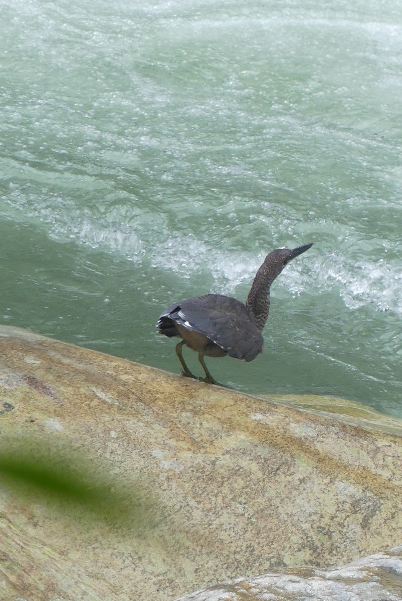 Fasciated Tiger-Heron - ML641730176