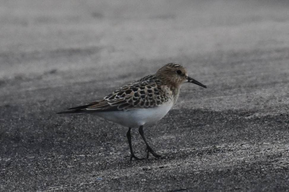 Baird's Sandpiper - ML641730226