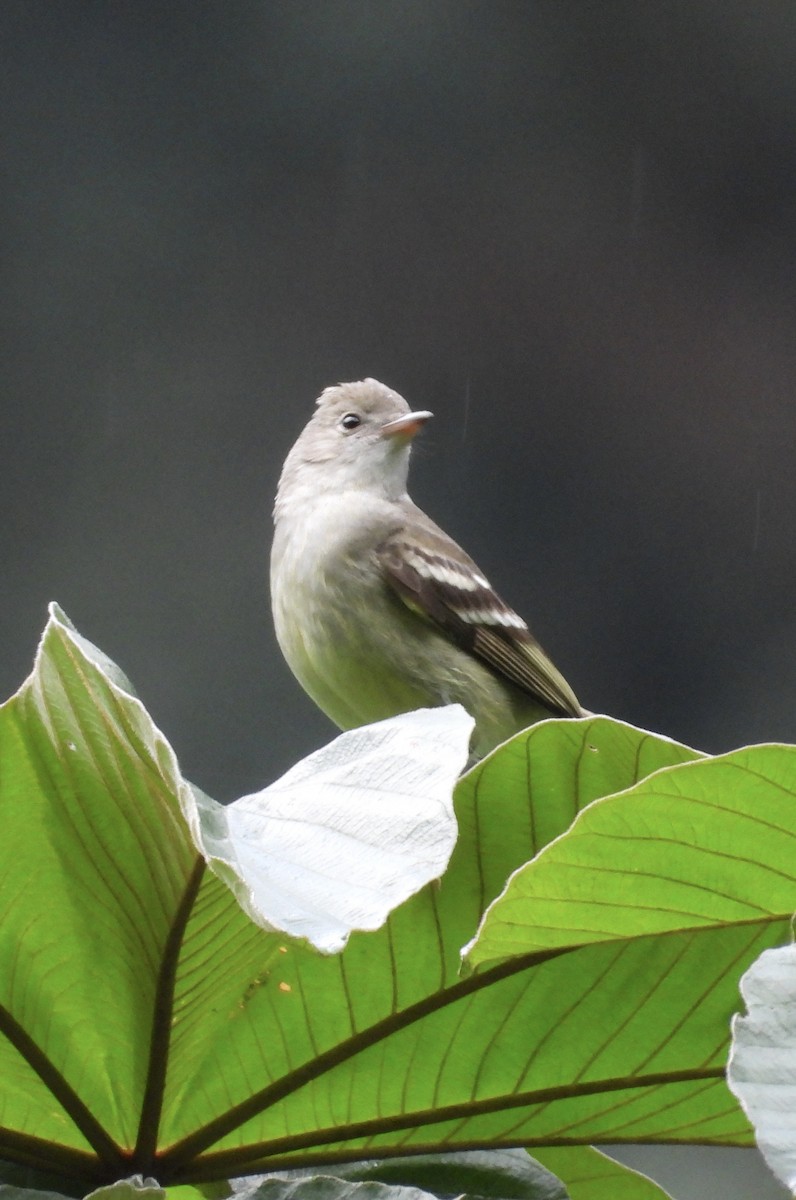 Yellow-bellied Elaenia - ML641730230