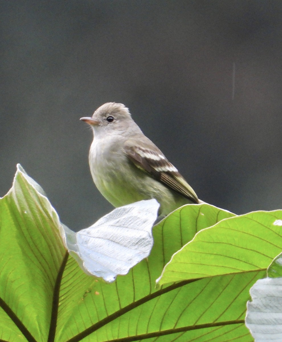 Yellow-bellied Elaenia - ML641730232