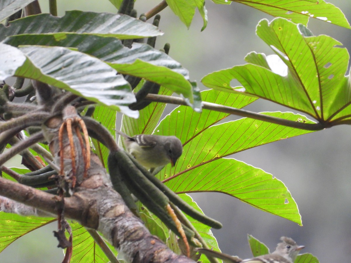 Yellow-bellied Elaenia - ML641730234