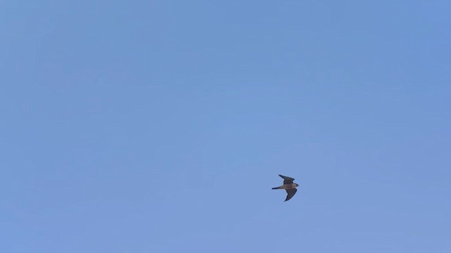 Halcón Peregrino - ML641730245