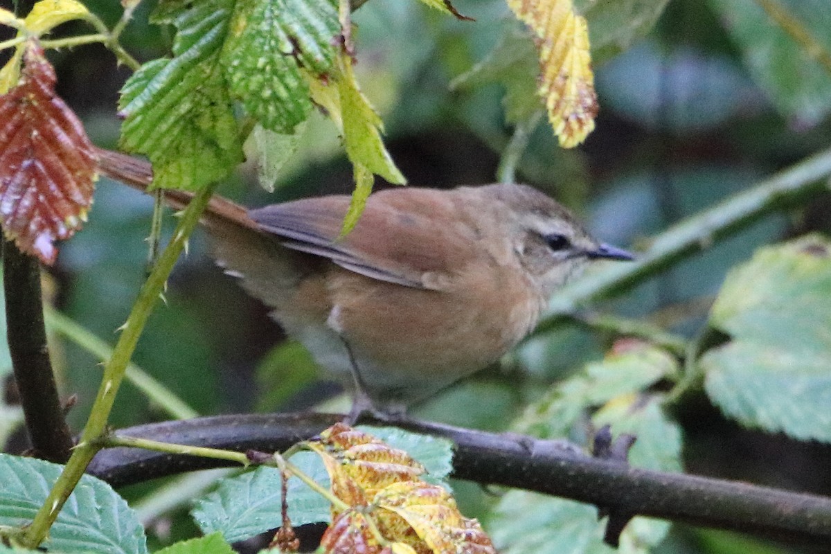 Cinnamon Bracken-Warbler - ML641730296