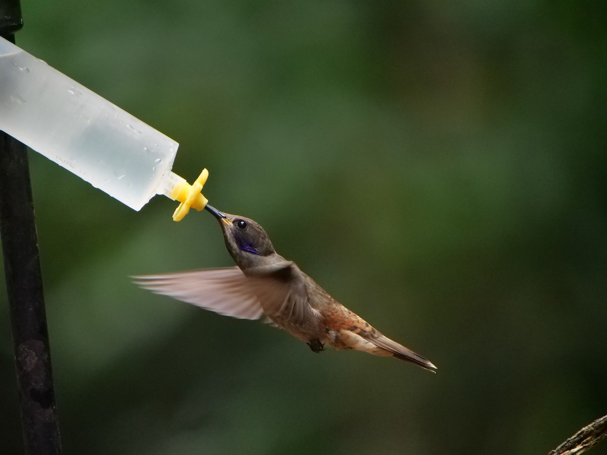 Brown Violetear - ML641730304