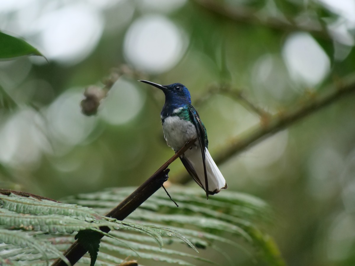 White-necked Jacobin - ML641730325