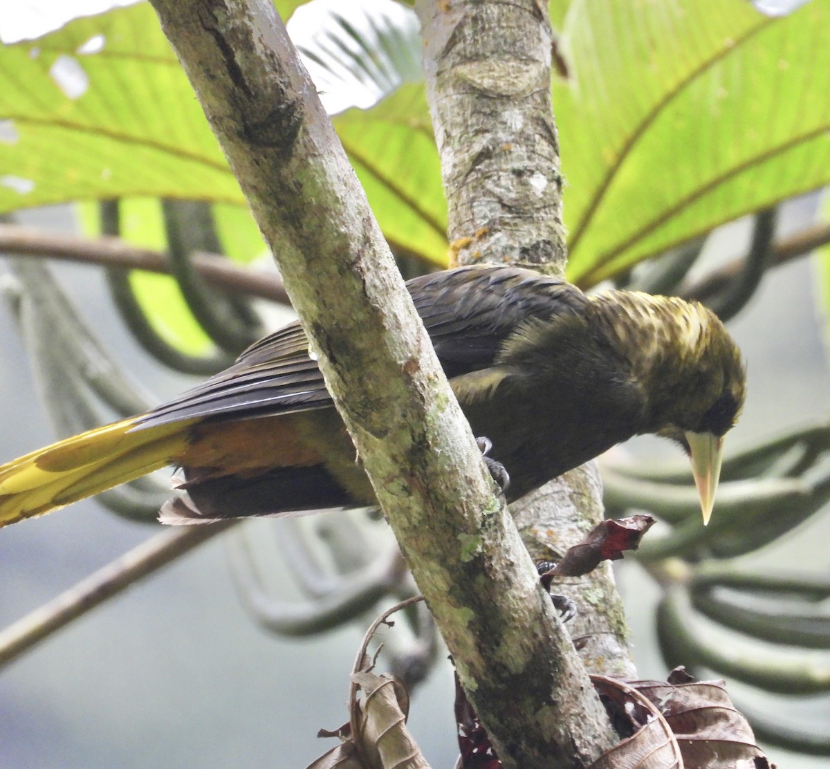 Dusky-green Oropendola - ML641730342