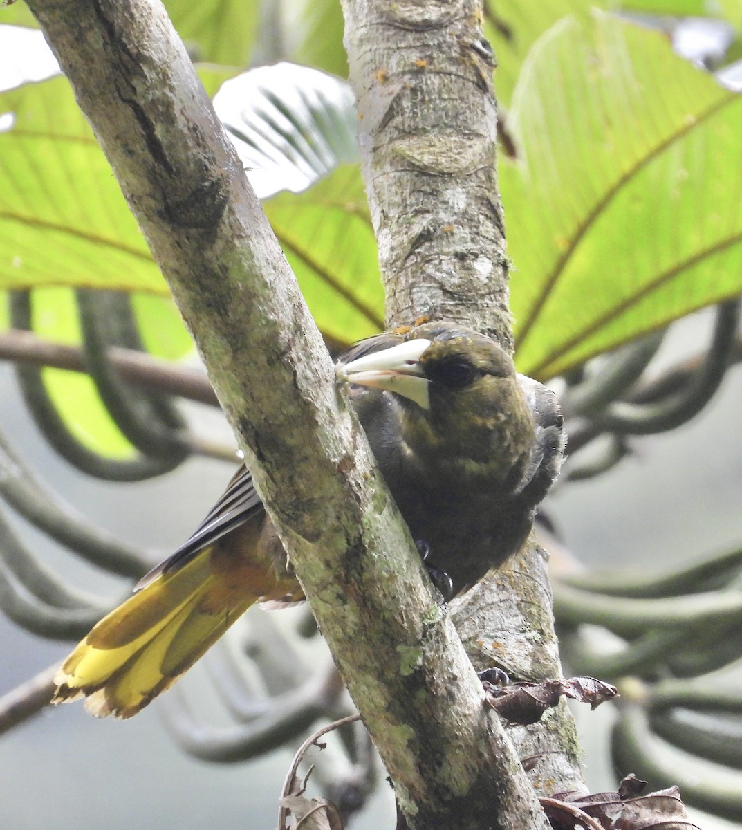 Dusky-green Oropendola - ML641730343