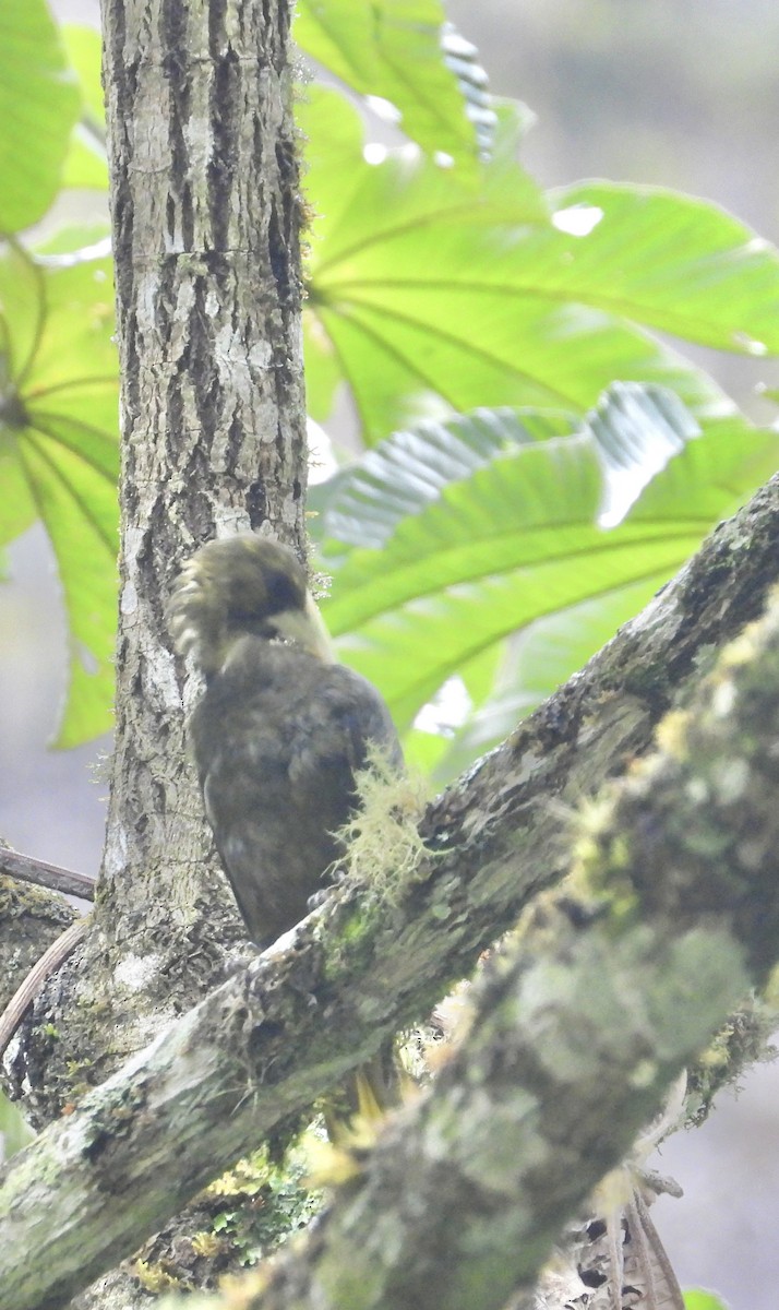 Dusky-green Oropendola - ML641730344