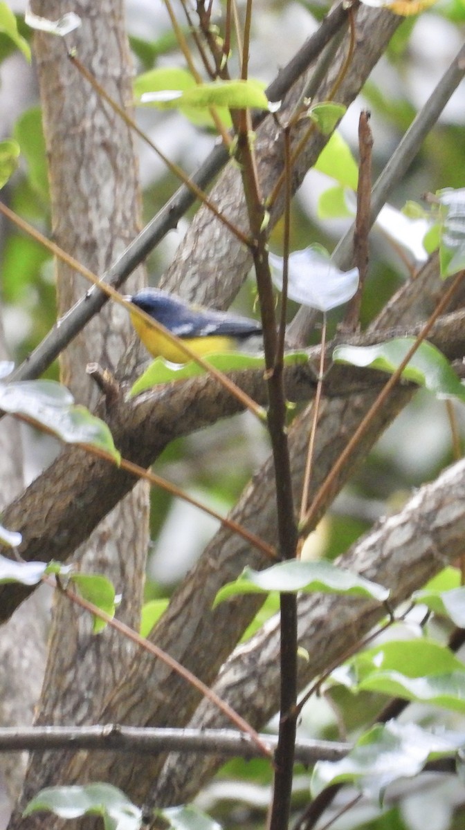 Tropical Parula - ML641730373