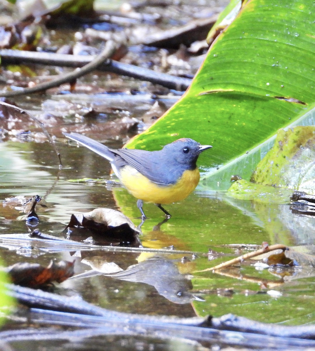 Slate-throated Redstart - ML641730406