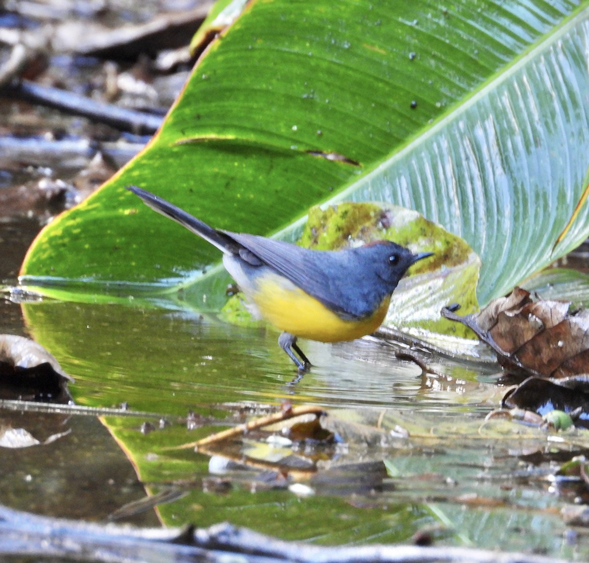 Slate-throated Redstart - ML641730407