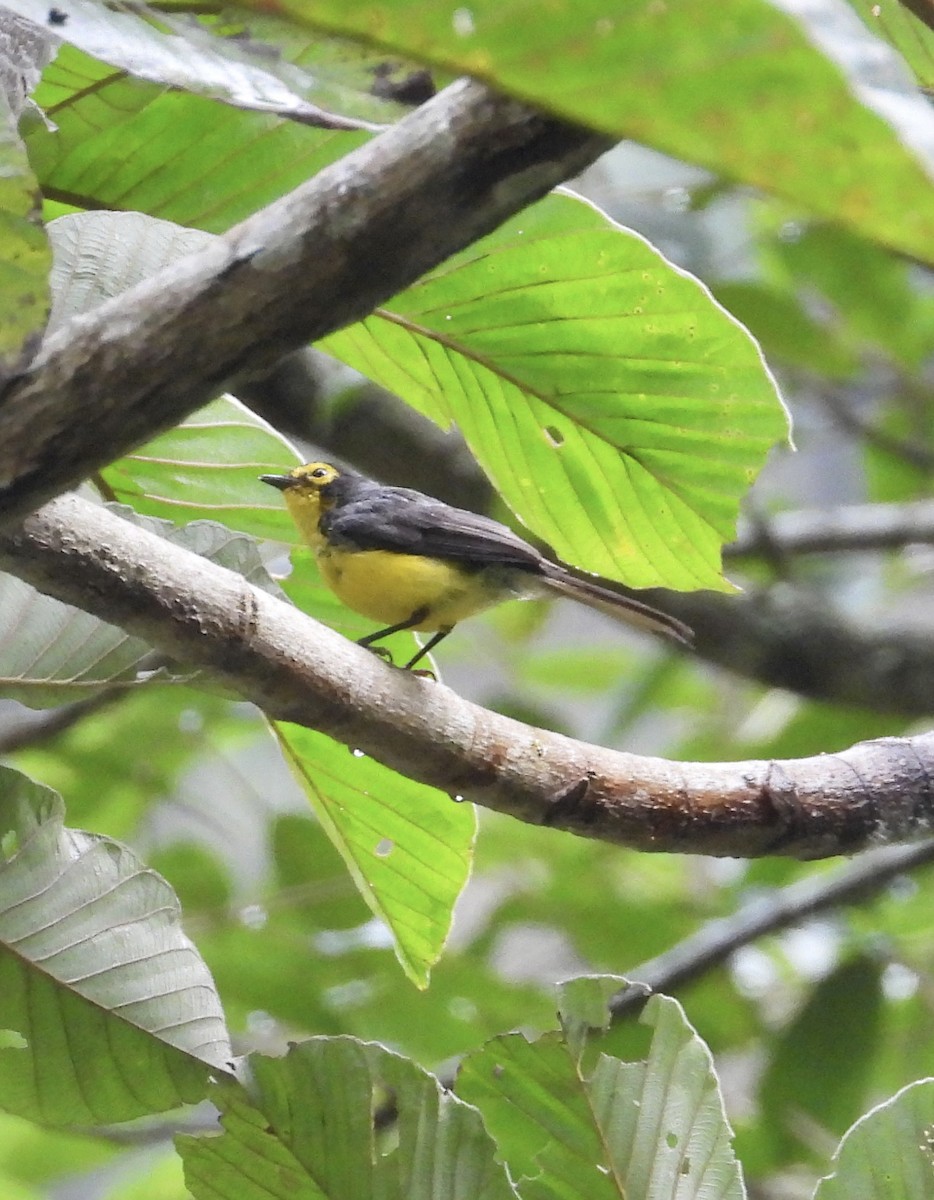 Spectacled Redstart - ML641730423
